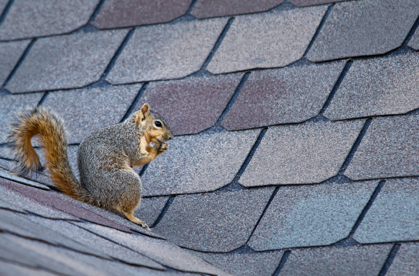 How to Remove Squirrels From Your Attic Wildlife Removal Kitchener