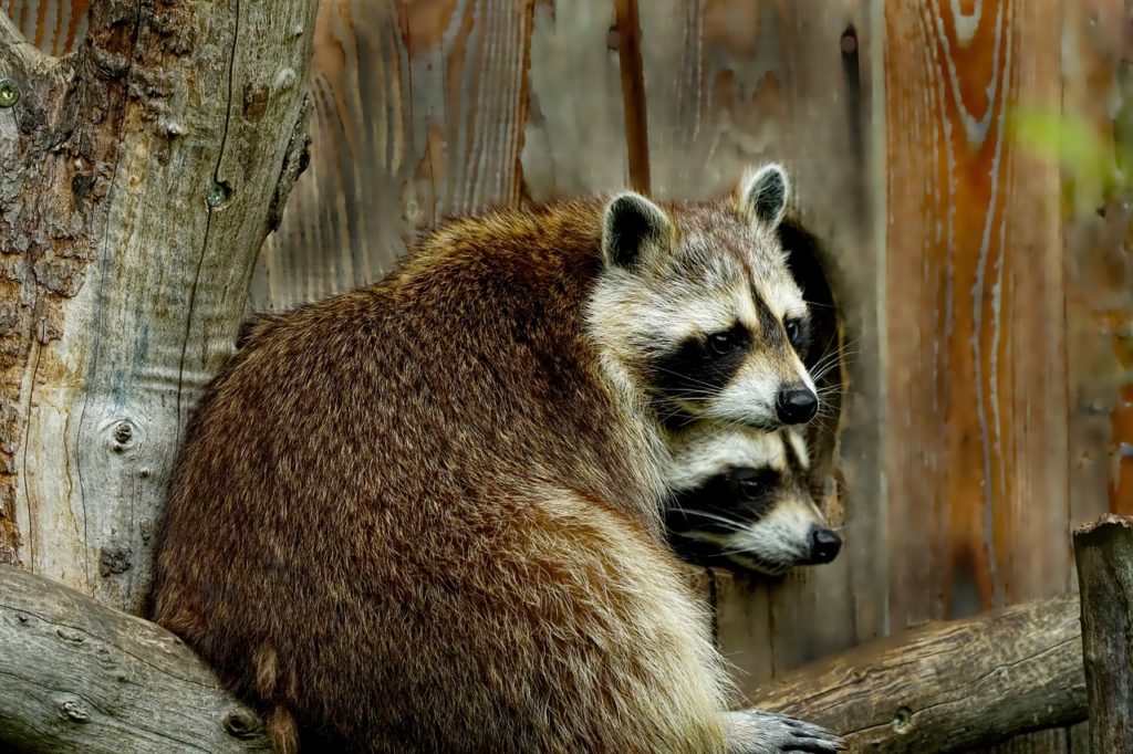 How to get rid of raccoons living near my home?