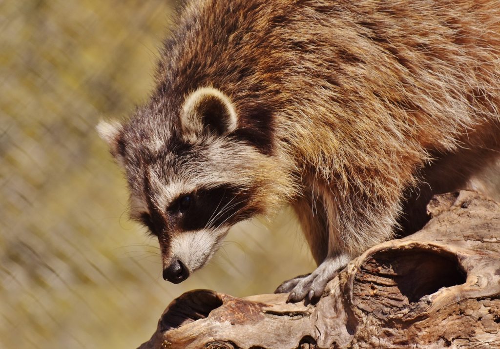 What are some humane, effective ways of repelling raccoons?